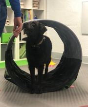 Bindungstraining - DOX.fitness - Hundeschule | Schliersee