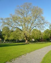 Shiatsu & Chi-Gung, Vismay Spillmann Bild 13