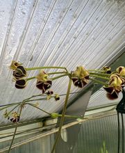 Ralf Paul Pelargonien (Para's) Bild 3