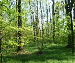 Das Waldbild ist geprägt von Buchen.