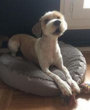 Toilettage canin et felin à domicile image 1