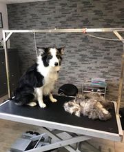 Patty's Hundesalon Bild 8