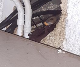 LRL 3D image 16