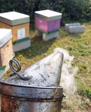 Abeille De Ré image 20