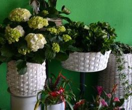 Gallery Cliente