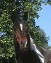 Les Ecuries de Montcarra image 1