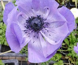 Marty Fleurs image 3