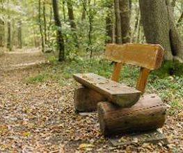 Bänke an den Waldwegen im FriedWald Burg Plesse laden zum Verweilen ein.