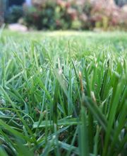 Rasenpflege von GreenFairway e.K.