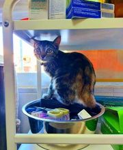 Clínica Veterinaria Huellas imagen 13