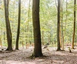FriedWald Planitzwald Bild 2