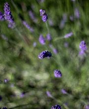 Qualis Vita Biel Bild 3