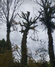 PAUL Elagage image 11