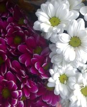 Floristería Manuela imagen 15