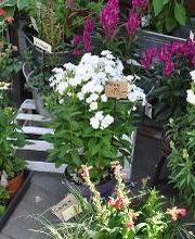 Blatt & Blüte | natürlich kreativ Bild 2