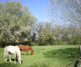 Les Ecuries D'aurabelle image 11