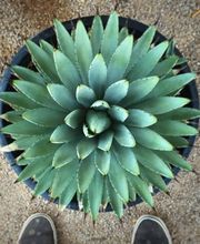 Dig It Gardens image 9