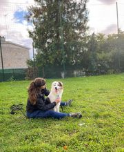 Dog & Picture image 4