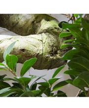 GALMEL JARDIN SERVICES image 1