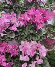 Carrément Fleurs - Fleuriste Clermont-Ferrand 63 - Livraison de fleurs à domicile image 5