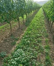 Weingut Markus Schädler Bild 4