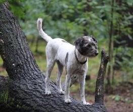 Hunde-Mobil Berlin Bild 3