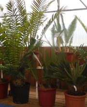 Pépinières Faucon image 2