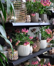 Lehmann Baumschulen AG Bild 6