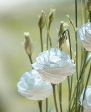 Pompes Funèbres TAYLOR FUNERAIRE image 10