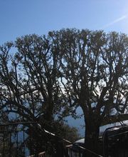 Olivier Nature image 9