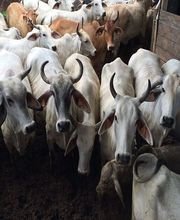 Les Boucheries du Bocage image 2