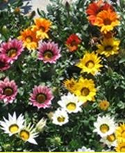 Les Serres De Chloé EARL image 5