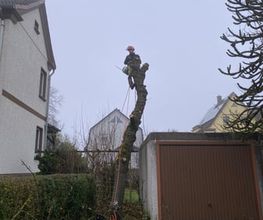 Baumdienst Herrmann Bild 3