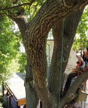 Baumpflege Fischer Bild 1