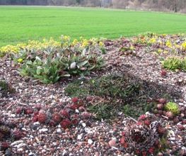 Hatt Gartenbau Bild 13