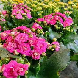 Blumen Block
