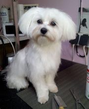 À la Maison du Toilettage image 18