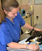 Cabinet Vétérinaire de St-Jean Bild 2