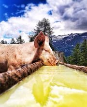 AZIENDA AGRICOLA ARCIONI LUIGI Bild 9