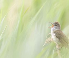 Tierfotografie - Lars Kaletta Fotograf | Hannover