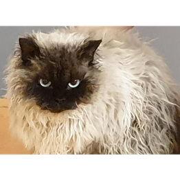 Selkirks des Furoles d'Ajol