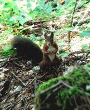 Son Digo - Tierkommunikation und energetische Heilarbeit Bild 4