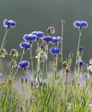 SARL ROSE DE DAMAS - YVES ROCHER image 3