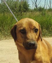 Second Hand Hunde in Not Bild 4