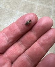 Source Pest Control image 16