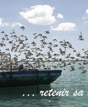 Saiveau Michel image 3