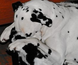 Beate Winklmann- mobile Hundeschule Bild 1