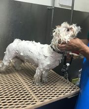 Irvine Valley Veterinary Hospital Emergency image 10