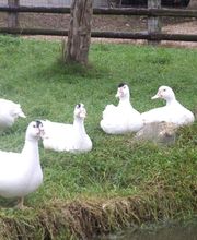 Les Volailles du Prieuré image 2