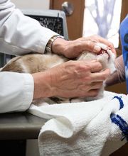 Three Trails Animal Hospital image 18